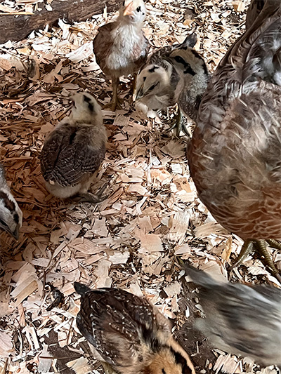 22.7 chicks 1