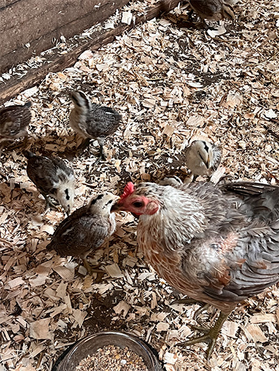 22.7 chicks 2