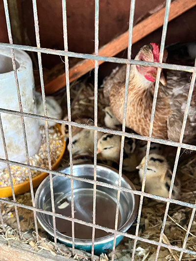 30.6.22 Chicks