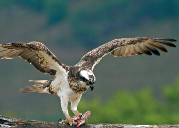 osprey