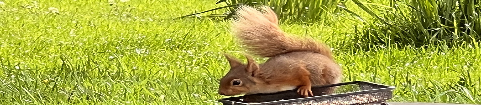 Header Squirrel